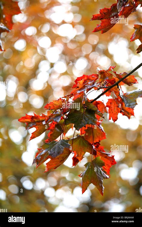 autumn leaves in Britain Stock Photo - Alamy