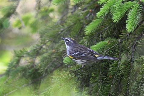 Yellow Rumped Warbler Paruline Croupion Jaune Anne Dorcas Flickr