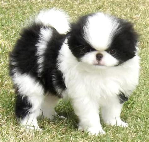 Japanese Chin Puppy Japanese Chin Dog Japanese Chin Puppies