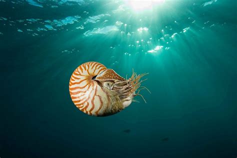love threatens chambered nautilus scientists