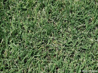 Common Bermudagrass | Purdue University Turfgrass Science at Purdue ...