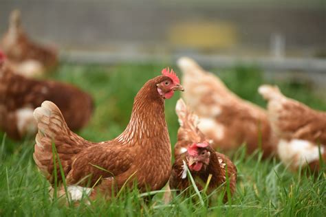 Usda Confirms Avian Influenza In Maine New York Farm And Dairy