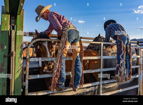 Saddle Bronc Cowboys In Leather Chaps Put The Bronc Rein And Halter On