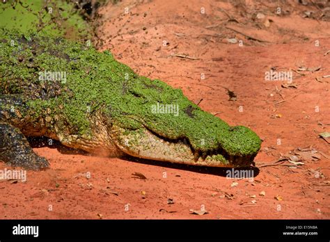 Crocodile Head Hi Res Stock Photography And Images Alamy