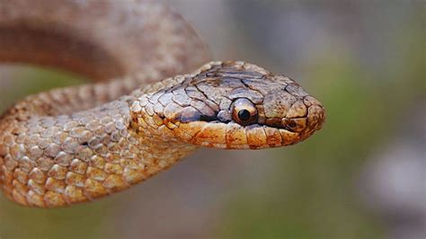 Smooth Snake United Kingdoms Rarest Native Reptile