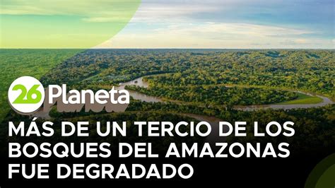 Brasil Más De Un Tercio De Los Bosques Del Amazonas Han Sido Degradados Por La Actividad