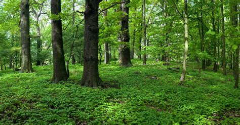 Temperate deciduous forest in spring, Czech Republic. The green carpet are young touch-me-nots ...