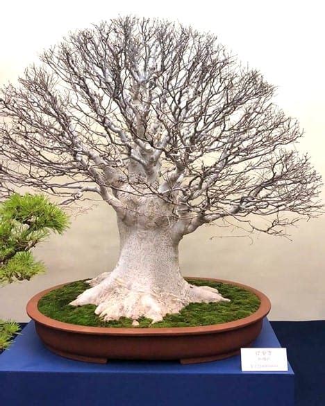 Most Expensive Bonsai Trees Ever Sold Rarest Org