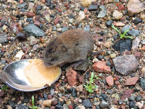 Baby Vole by JulianCharbonneau on DeviantArt