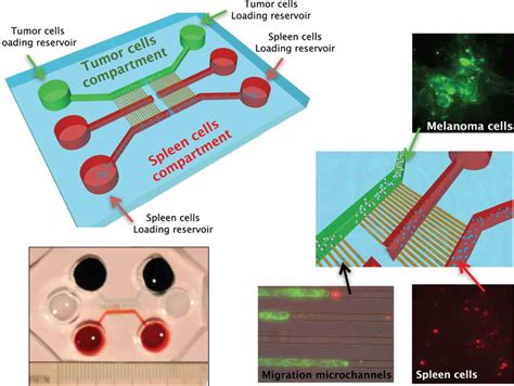 Micro Fluidic Co Culture Immune Cancer System Design And Fabrication