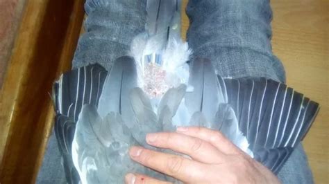 Pigeon Died Vomiting After Having Its Feathers Cut Plymouth Live