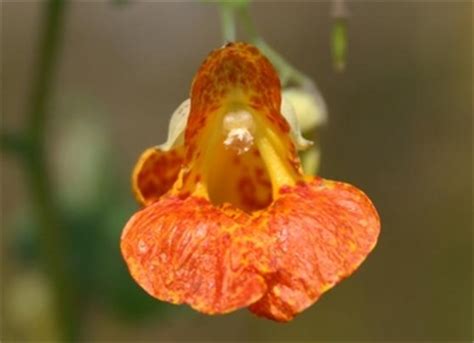 Saviez vous que Fleurs sauvages du Québec