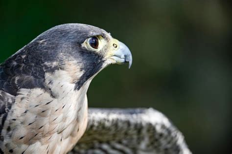 Falco Peregrinus Macho Ou Falc O Peregrino Uma Esp Cie De Ave