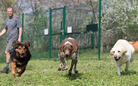 Stampede Of Dogs Charging Out Of Daycare Ends In Disaster Wipeout