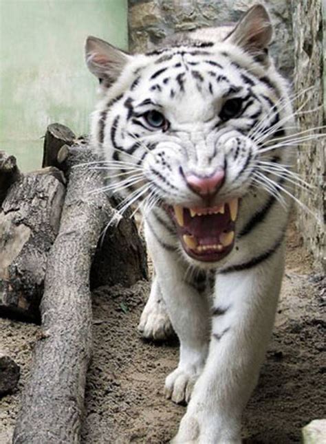 38 best Albino tigers images on Pinterest | Big cats, White tigers and ...