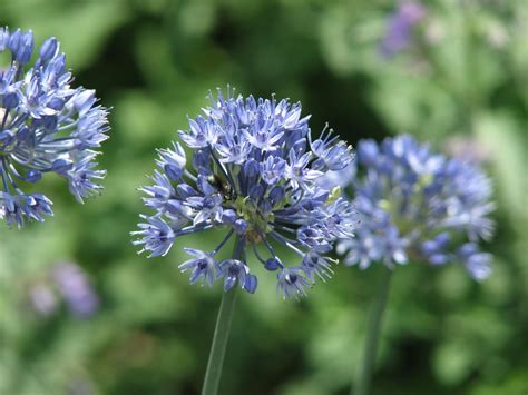 Allium Caeruleum A Azureum Cebolla Ornamental Con Flores Azules