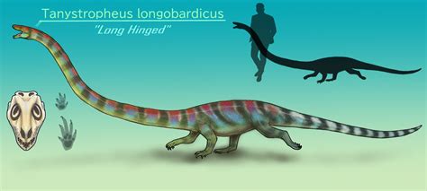 Tanystropheus Longobardicus By Bangboodoragon On Deviantart