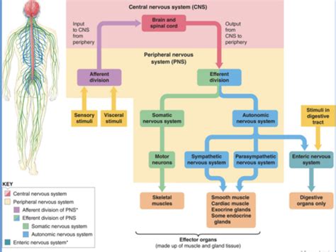 Phys Integrative Functions Of The Central Nervous System Flashcards