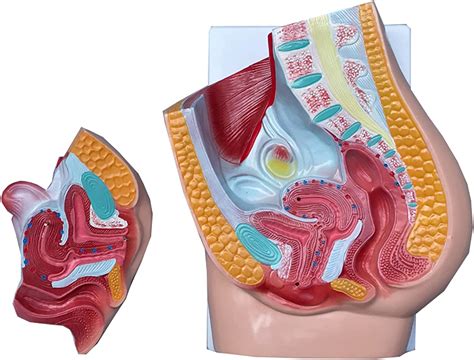 Amazon LEMITA Female Sagittal Anatomical Model Study Model