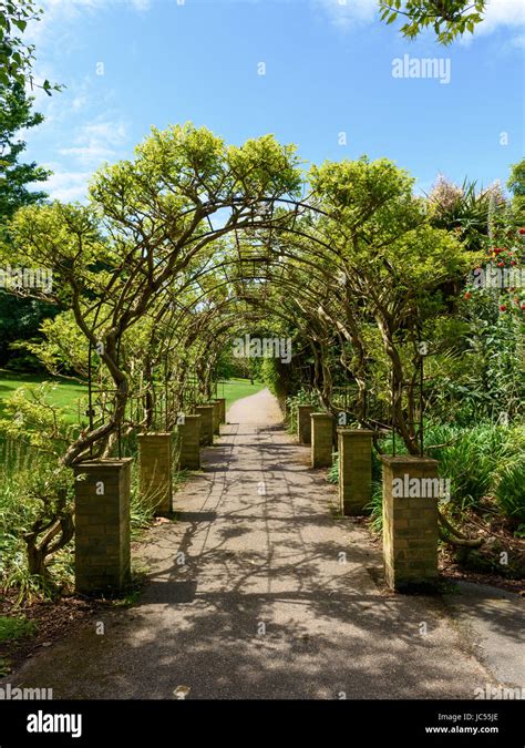 Trumpet Vine Archway Ventnor Botanic Gardens Isle Of Wight Uk Stock