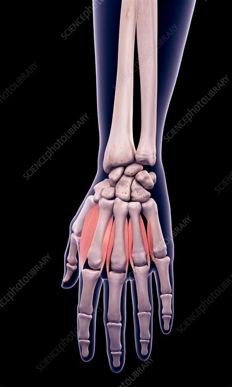 Hand muscles, illustration - Stock Image - F017/1026 - Science Photo Library