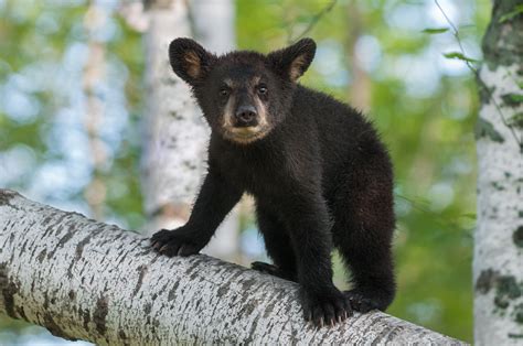 Black Bear Cub (Ursus americanus) Looks Out from Branch – Verb Company