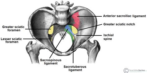 The Greater Sciatic Foramen and Lesser Sciatic Foramen - TeachMeAnatomy