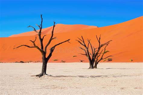 Rboles De Camelthorn Muertos Y Dunas De Arena Roja En El Parque