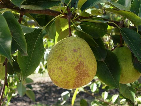 Pear Varieties