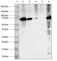 Anti Cox Antibody C Arg Arigo Biolaboratories