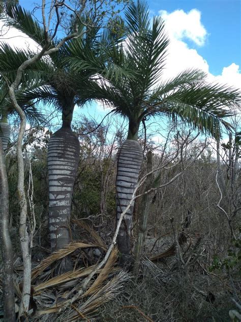 Palms in Habitat - DISCUSSING PALM TREES WORLDWIDE - PalmTalk