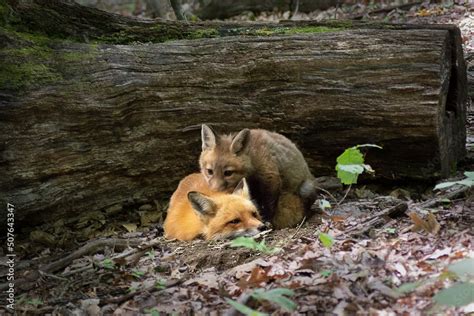 Red fox with baby red fox a kit Stock Photo | Adobe Stock