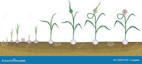 Ciclo De Vida Del Ajo Etapas Consecutivas Del Crecimiento Del Bulbil A