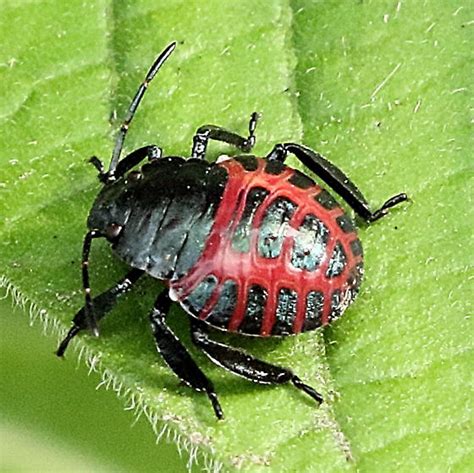 Red and black shield bug nymph - BugGuide.Net