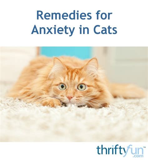 Remedies for Anxiety in Cats | ThriftyFun