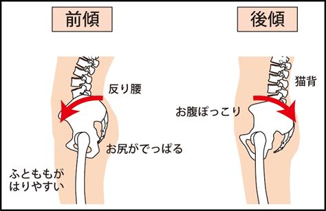 骨盤の構成 神戸元町リリーフ整体院