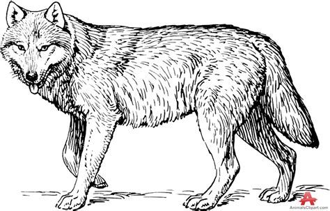 Download High Quality Wolf Clipart Black And White Transparent Png