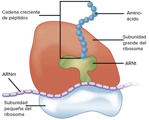 RIBOSOMAS