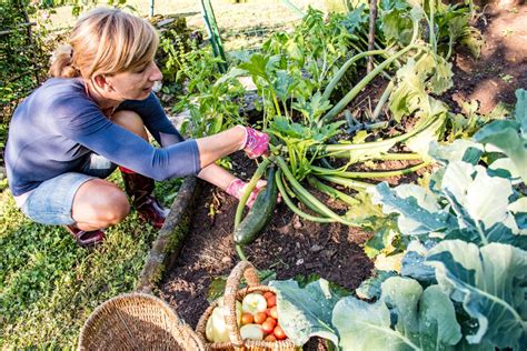 The Ultimate Guide to Growing Zucchini Successfully - The Habitat