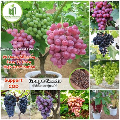 High Quality Grape Seeds for Planting (20 Seeds/Pack)...Buto ng ubas ...