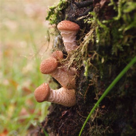 Free Images Nature Forest Leaf Flower Produce Soil Mushroom