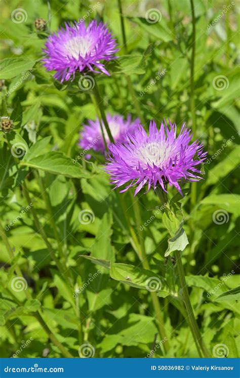 Medicinal Herb Rhaponticum Carthamoides 3 Stock Photo Image Of