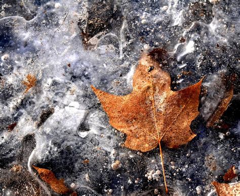 Frozen Foliage Photograph By Lisa Vaccaro Fine Art America