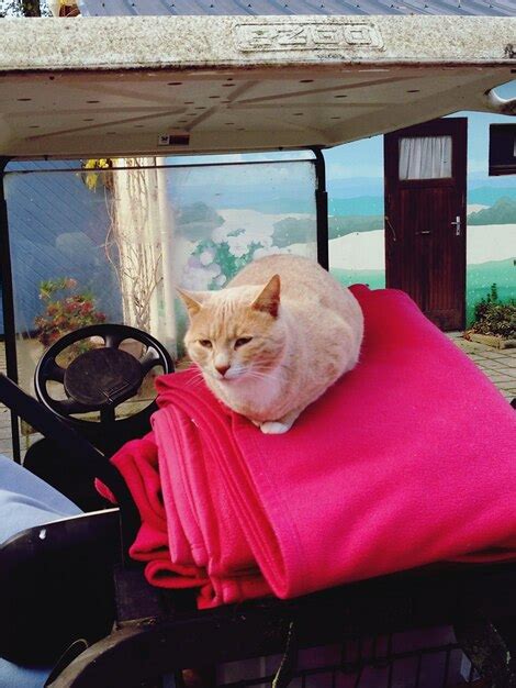 Premium Photo Cat Relaxing In Golf Cart