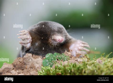 mole talpa europaea stock photo alamy