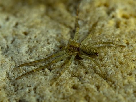 Laufspinne Philodromus Laufspinne Unbestimmt Philodrom Flickr