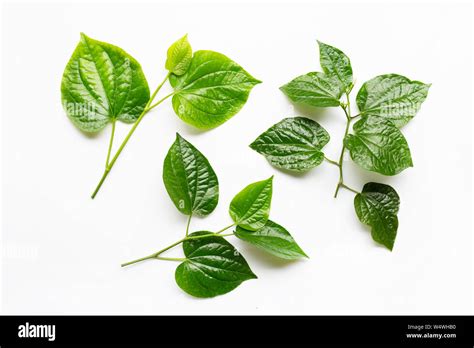 fresh wild betal leaves isolated  white background stock photo alamy