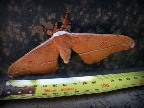 Emperor Gum Moth Project Noah