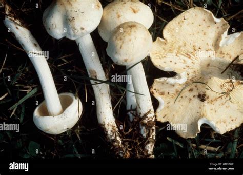 Spotted Toughshank Collybia Maculata Marasmiaceae Stock Photo Alamy