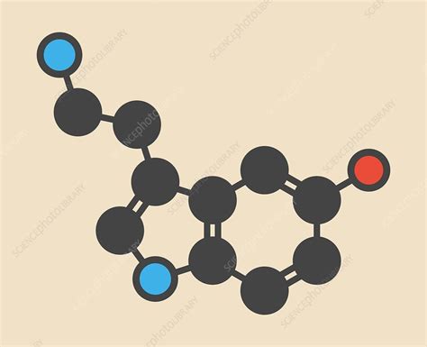 Serotonin Neurotransmitter Molecule Stock Image F012 6311 Science